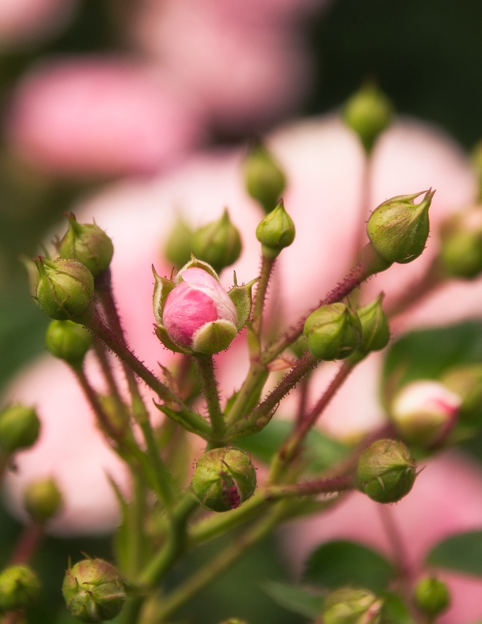 roses  rosebud  pink free photo