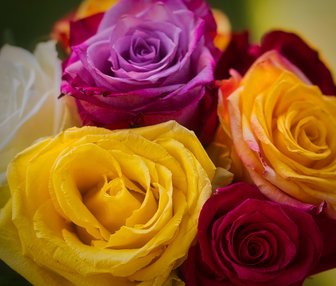 roses  colorful  romantic free photo