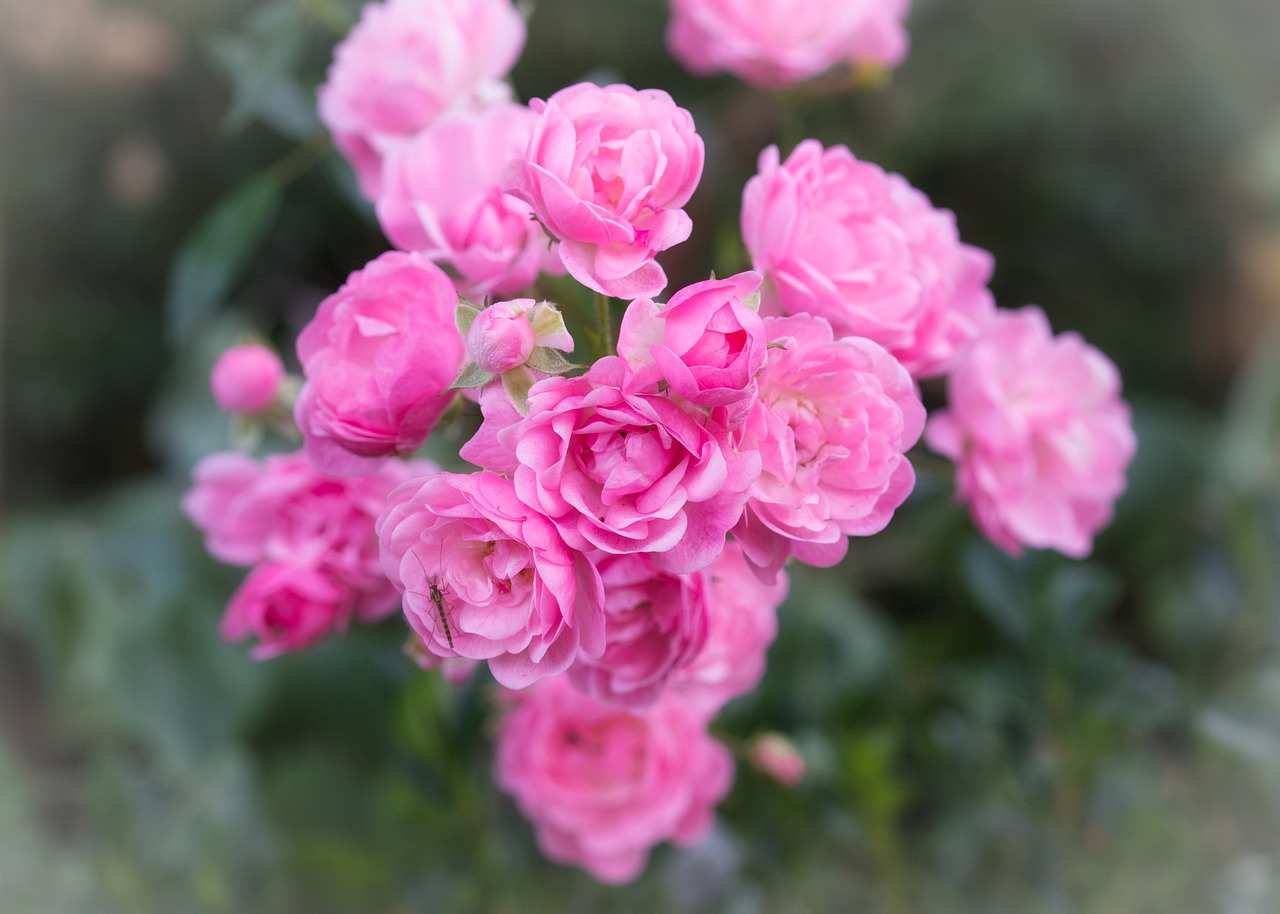 roses  pink  flowers free photo