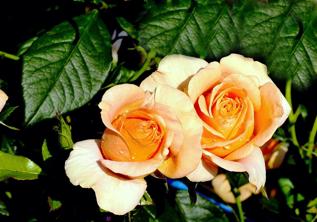 roses  yellow  orange free photo