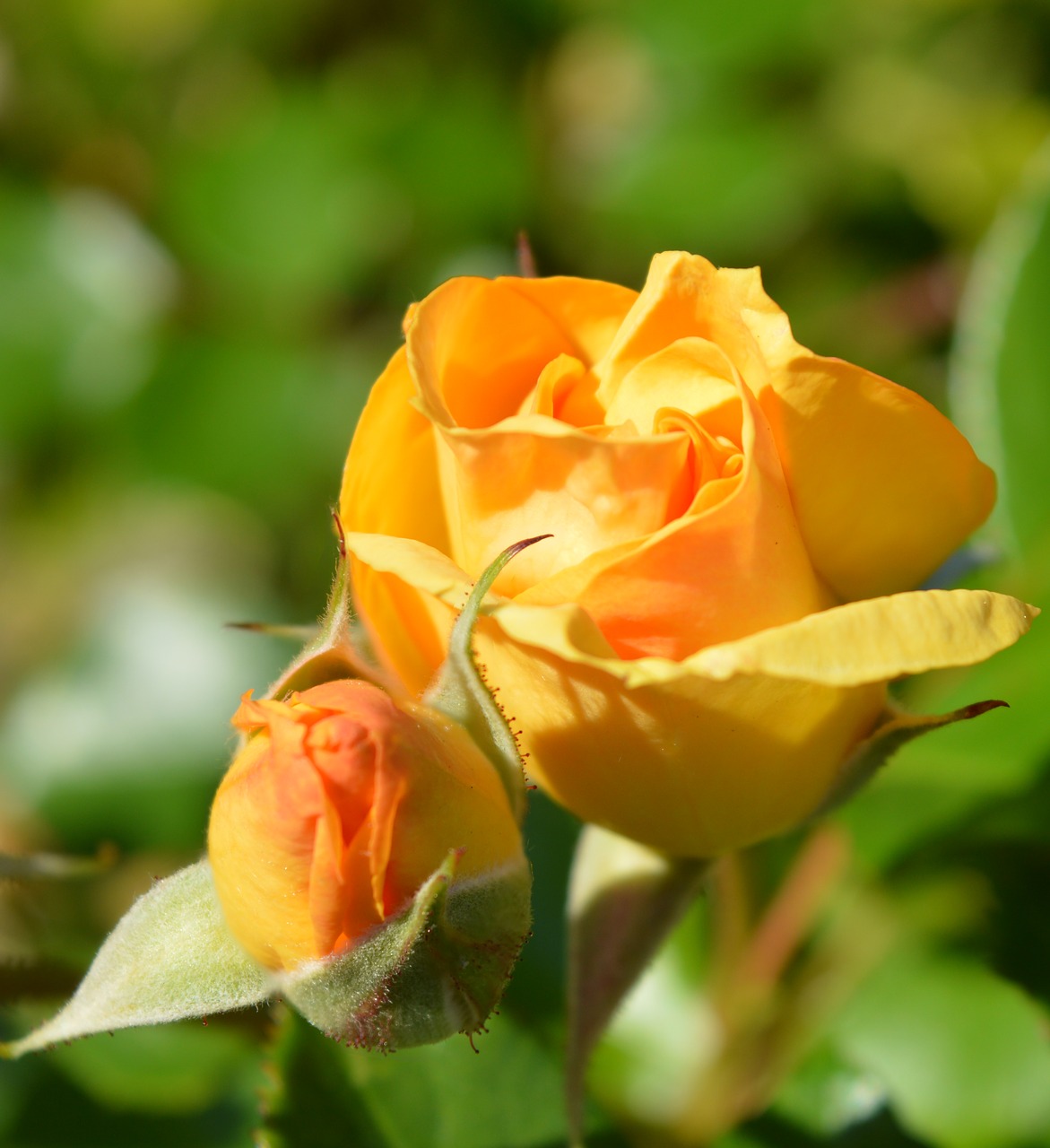 roses  yellow  garden free photo