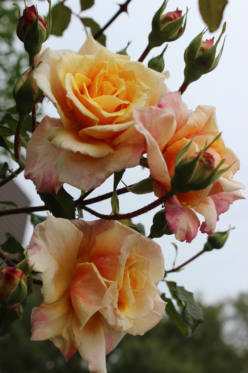 roses  love  romantic free photo