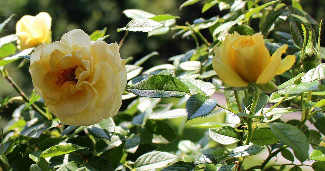 roses flowers yellow free photo