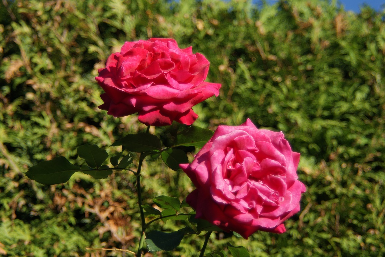 roses  blossom  bloom free photo