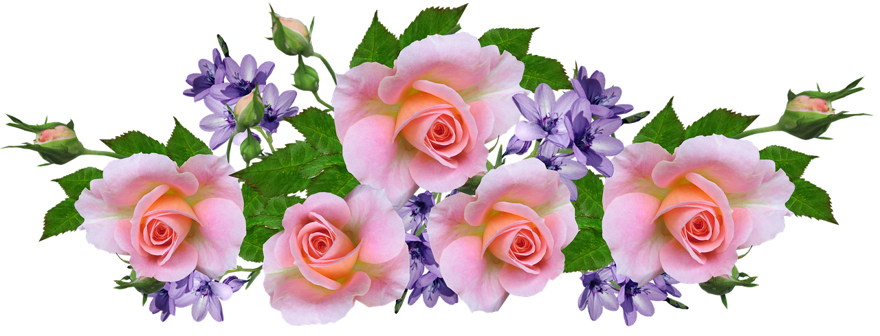 roses  pink  fragrant free photo