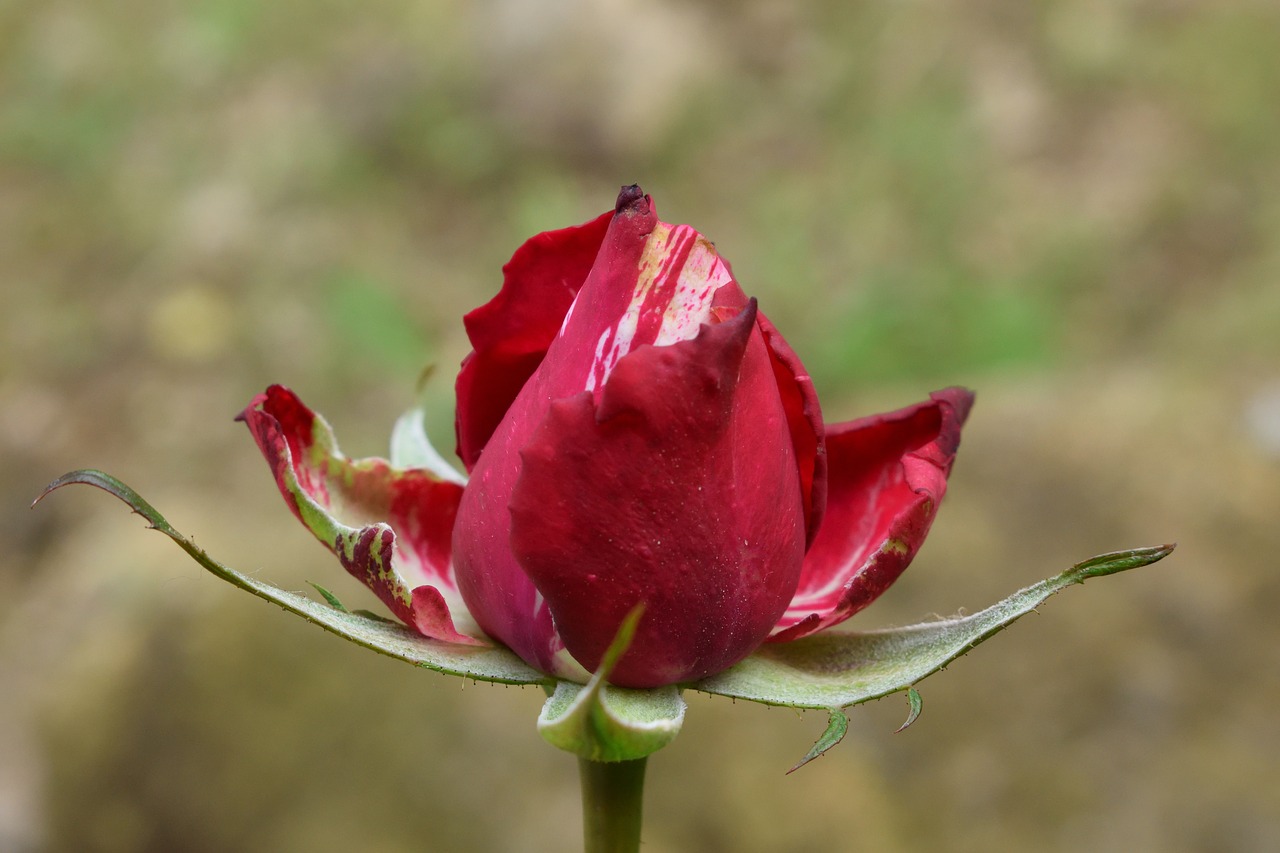 roses  petal  garden free photo