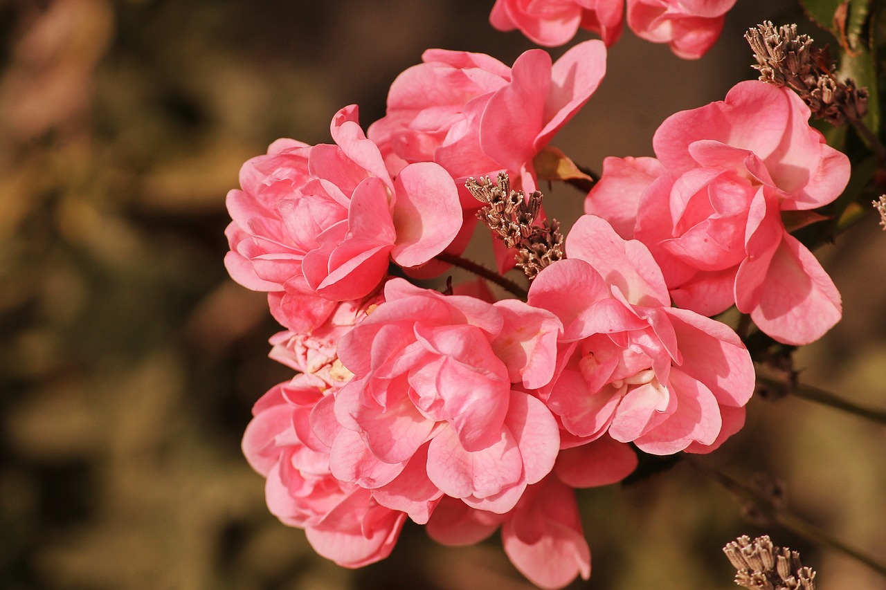 roses  pink  rosebush free photo