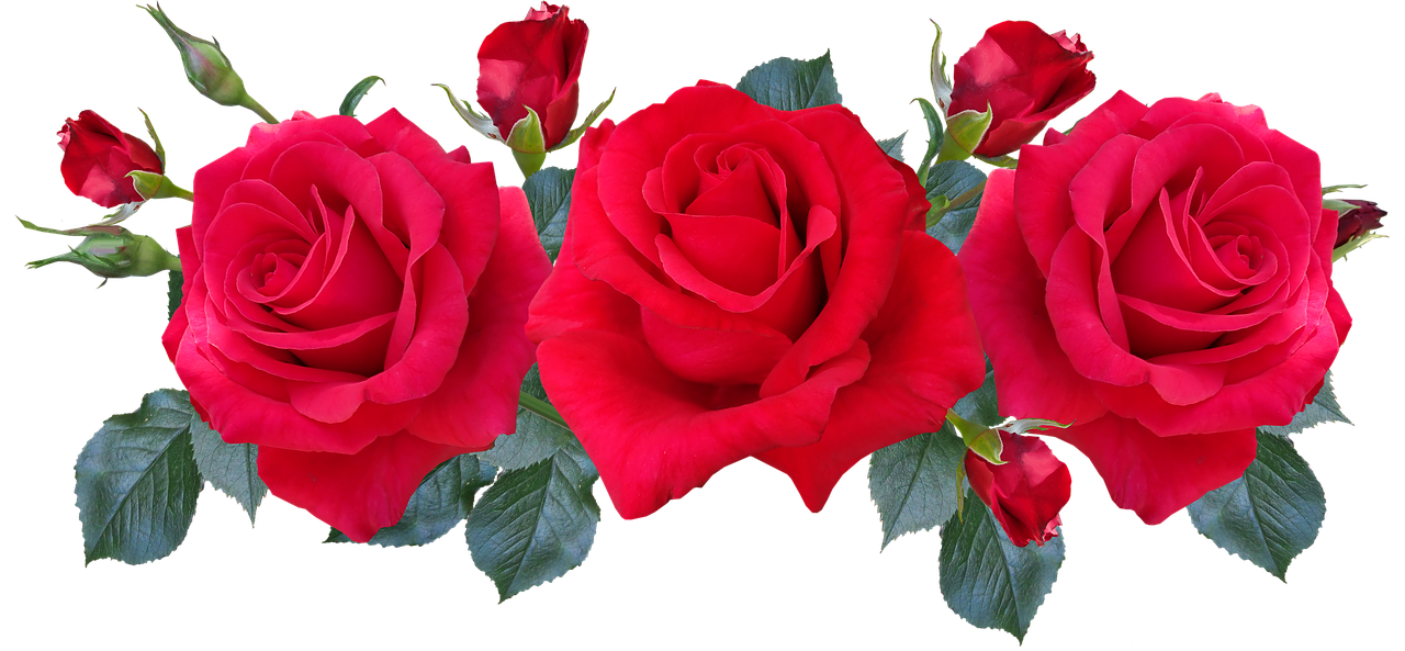roses  red  fragrant free photo