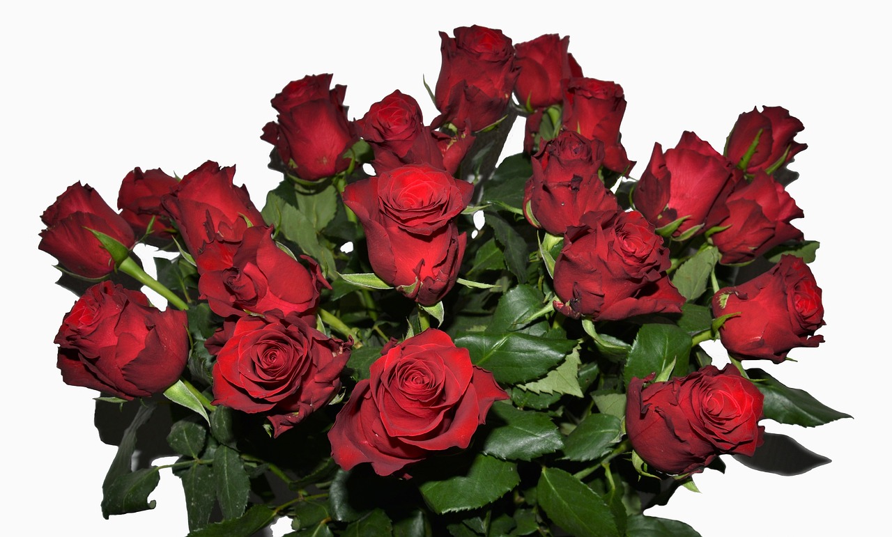 roses  bouquet of roses  red roses free photo