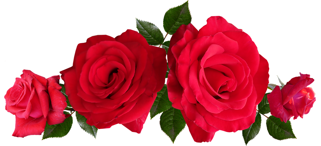 roses  red  fragrant free photo