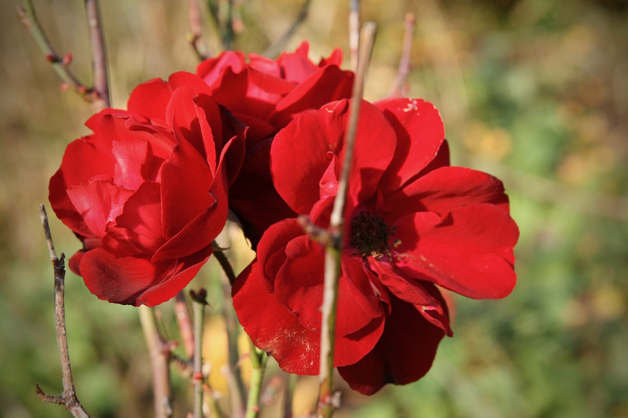 roses  red  petals free photo