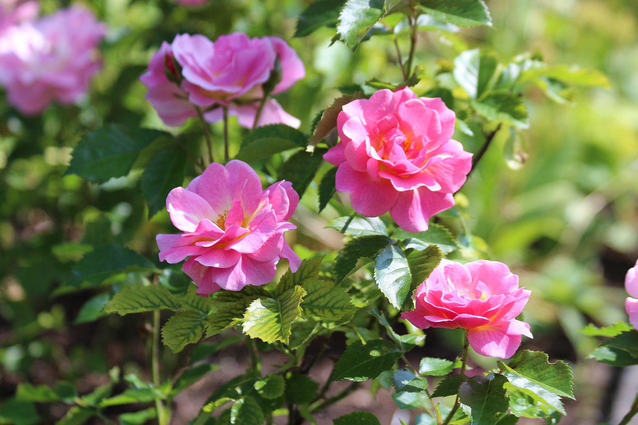 roses  rose bush  flowers free photo