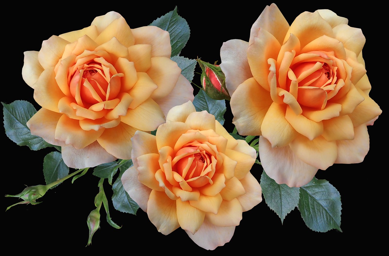 roses  apricot  flowers free photo