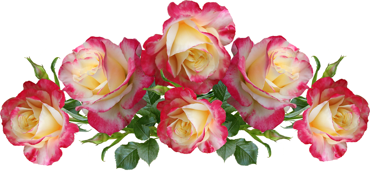 roses  flowers  fragrant free photo