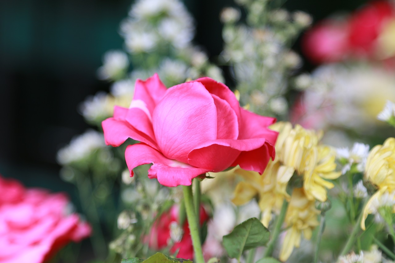 roses  pink  flower free photo