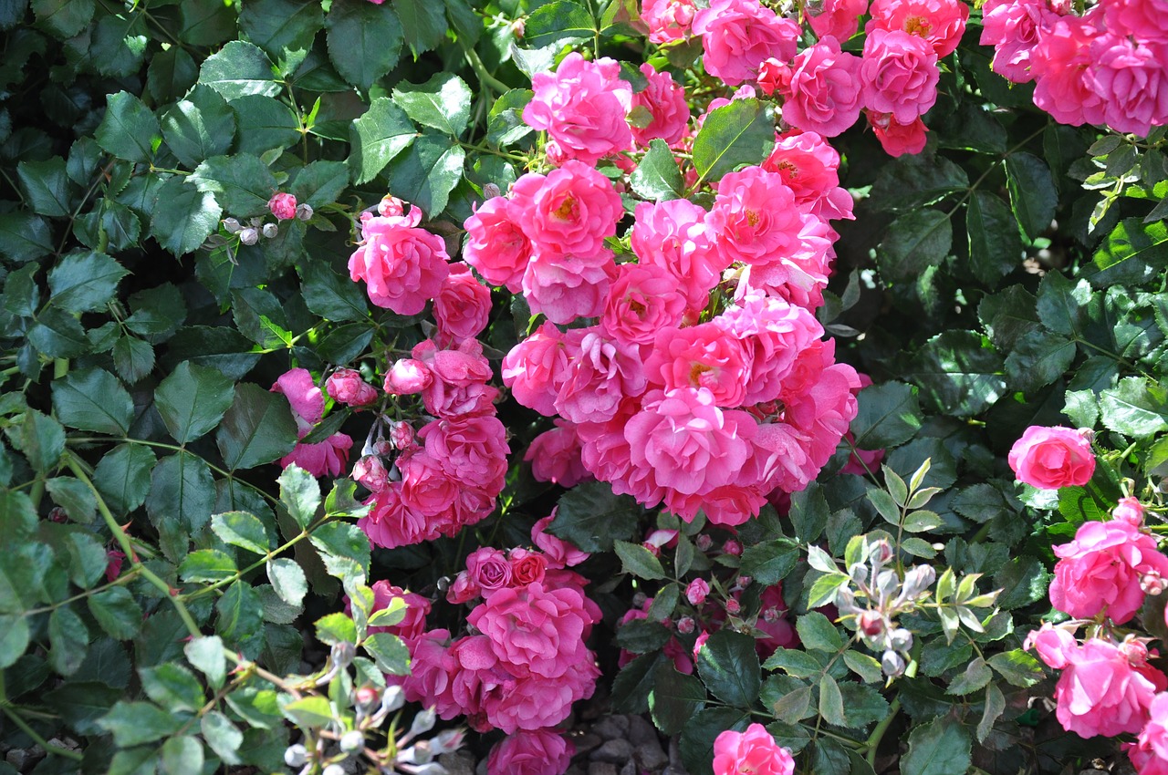 roses  flowers  nature free photo