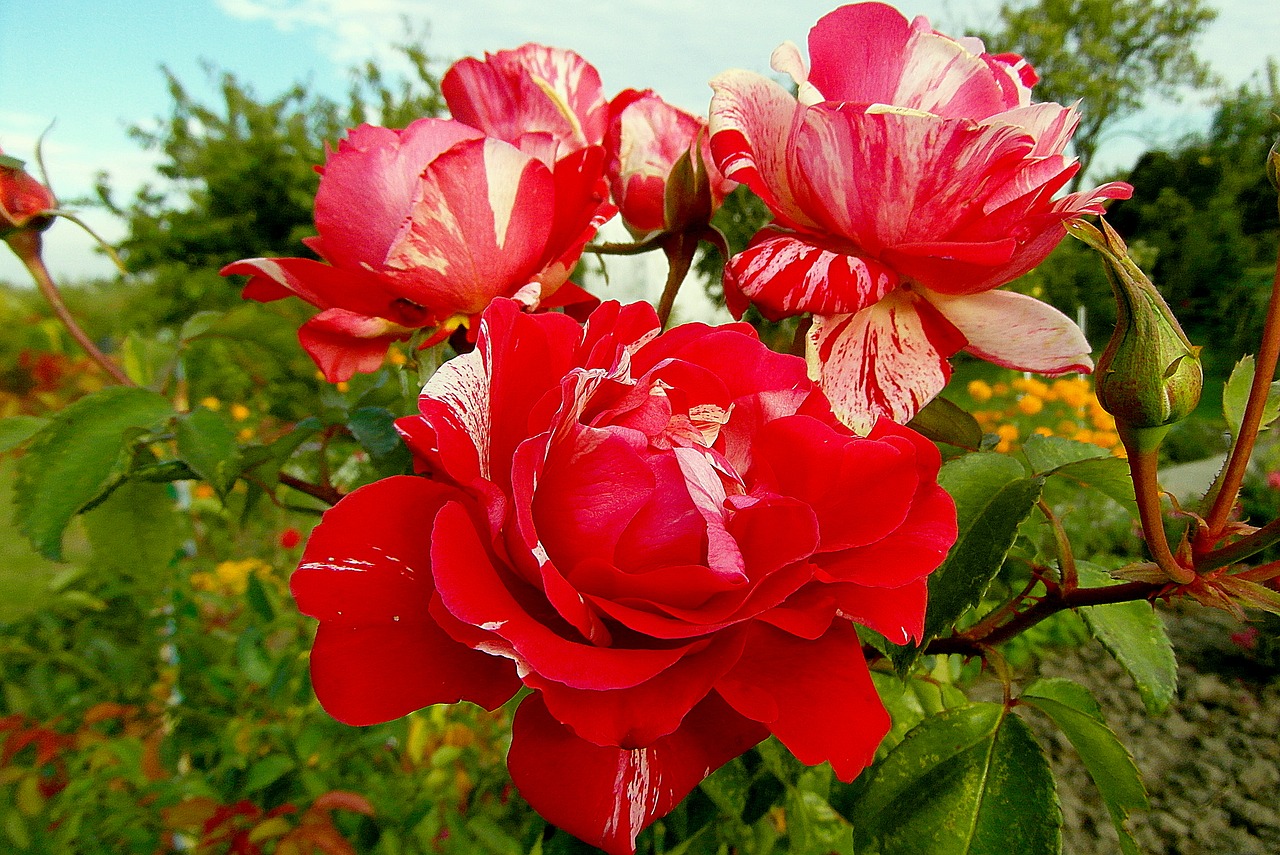 roses  flowers  white - red free photo