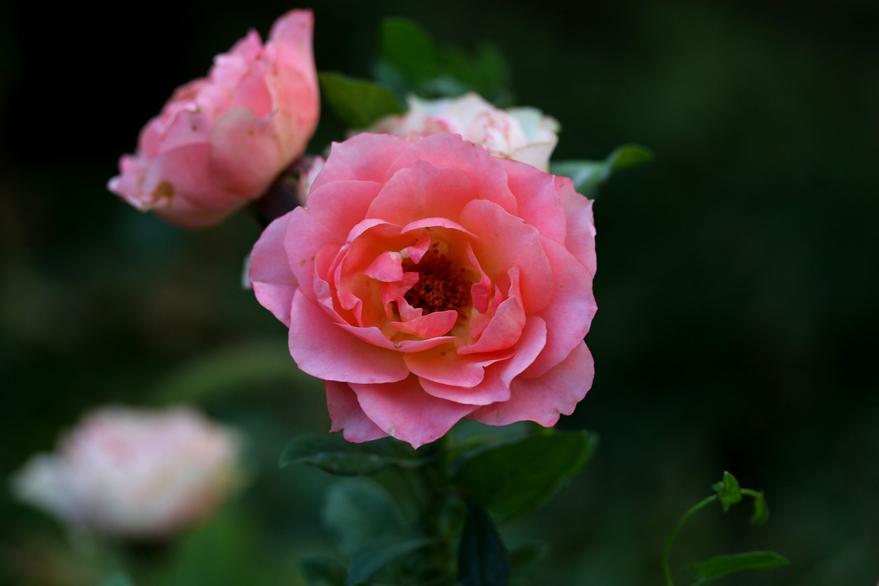 roses  pink  flower free photo