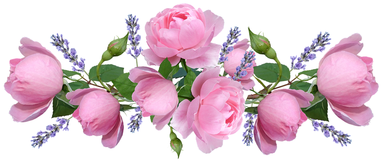 roses  pink  fragrant free photo