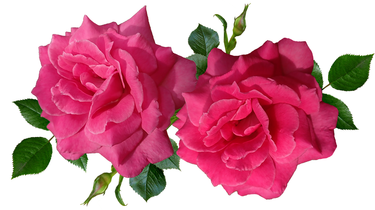 roses  flowers  romantic free photo