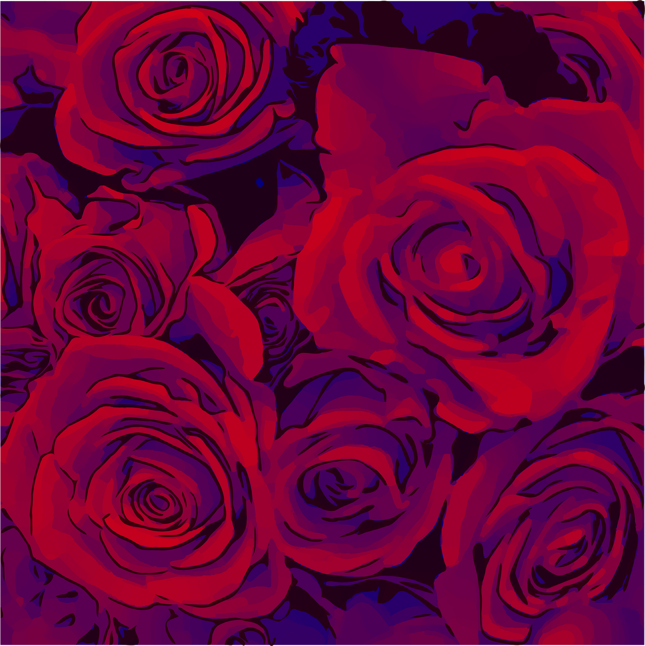 roses  red  purple free photo
