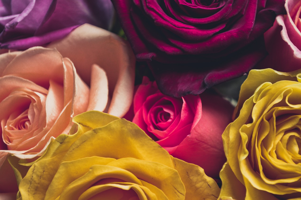 roses  background  flower delivery free photo