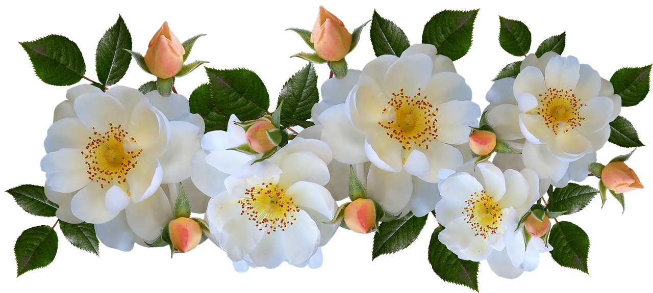 roses  white  fragrant free photo