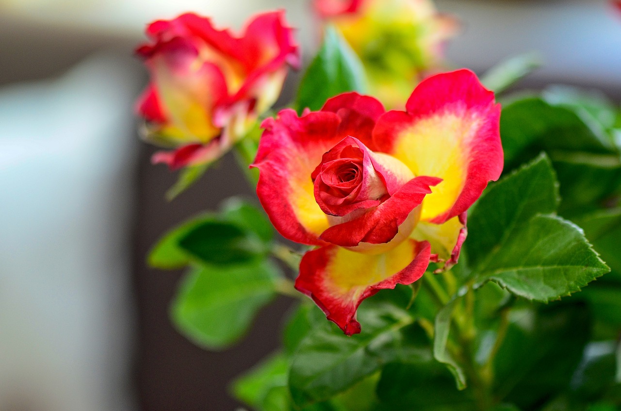 roses  colorful  nature free photo