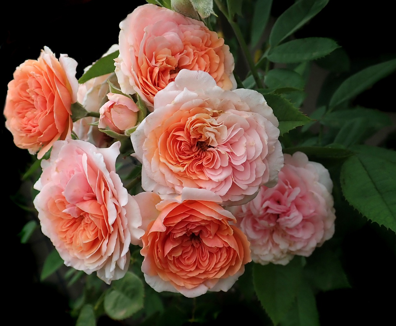 roses  flowers  david austin free photo