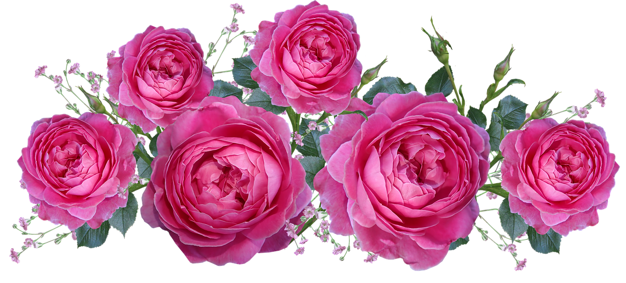 roses  gypsophila  flowers free photo