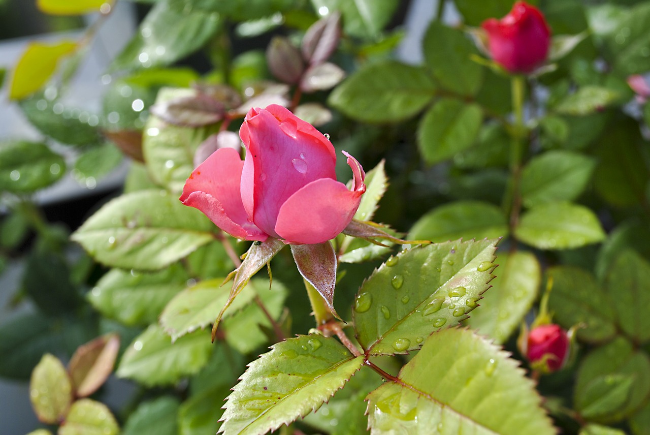 roses  plant  nature free photo