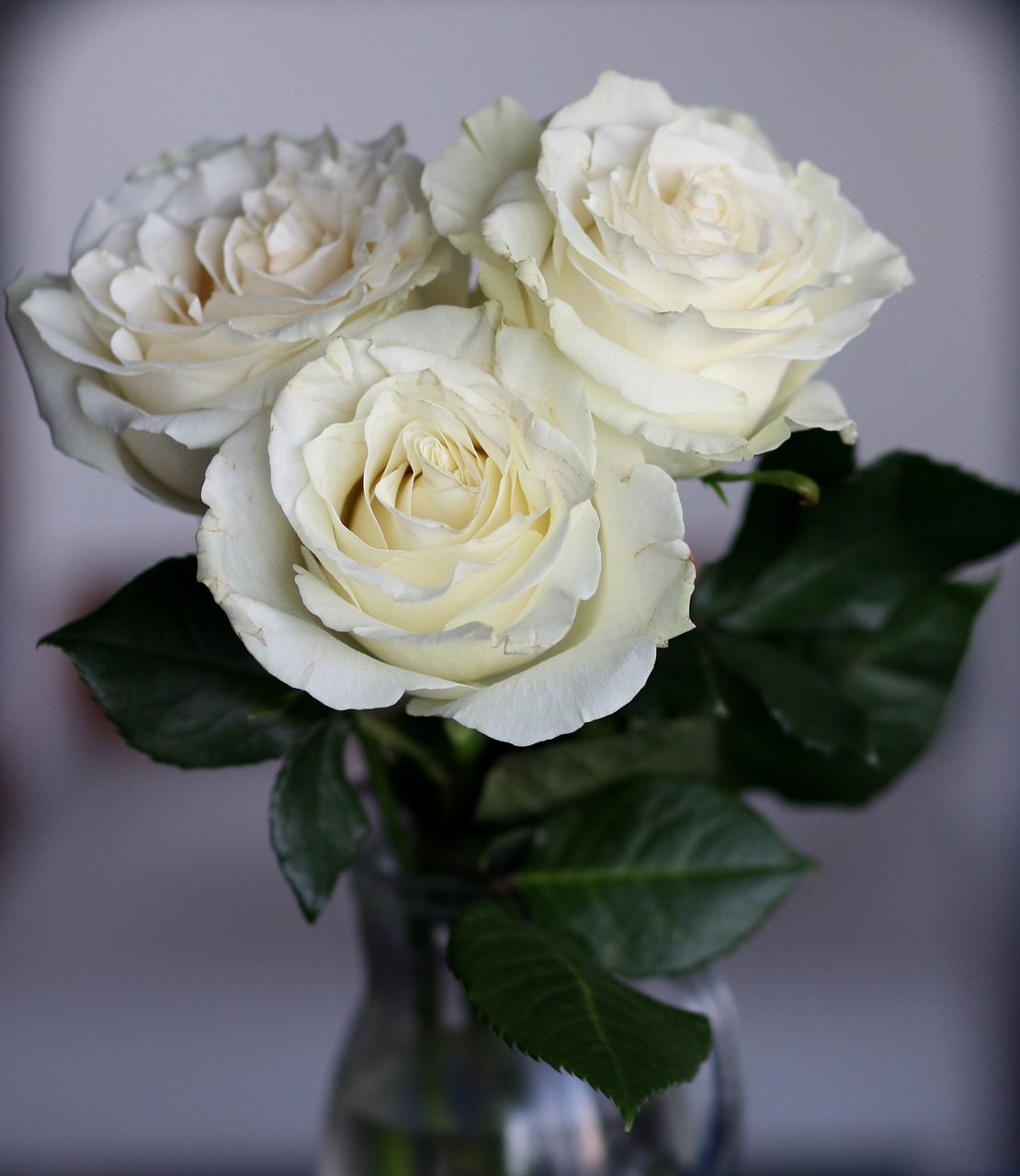 roses  white  petals free photo