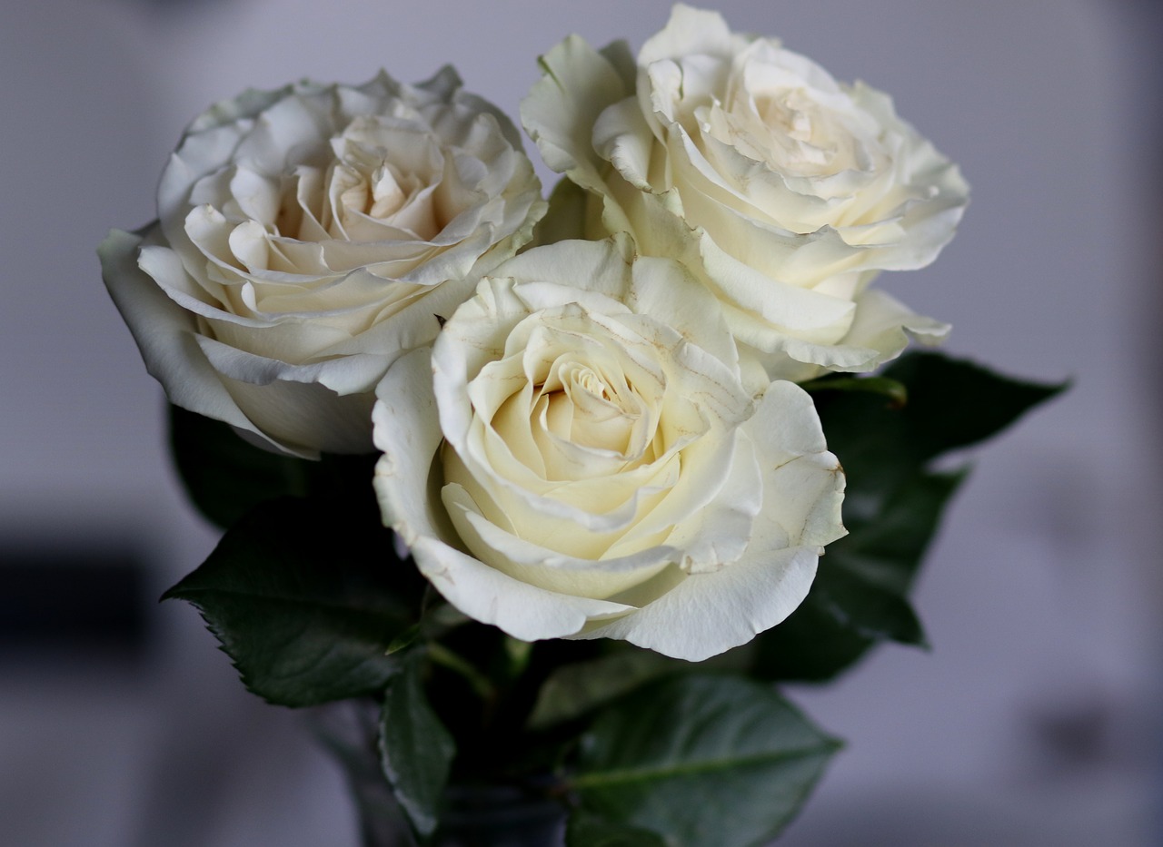 roses  white  petals free photo