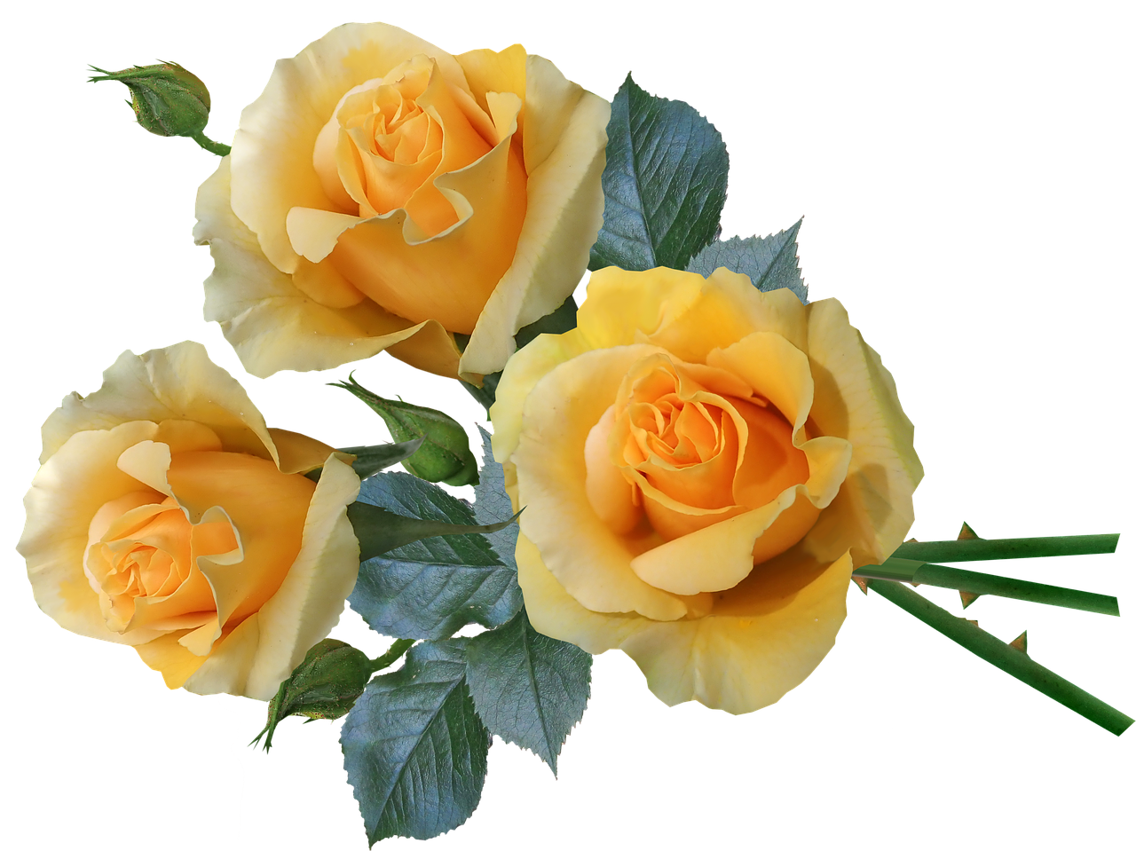 roses  yellow  flowers free photo