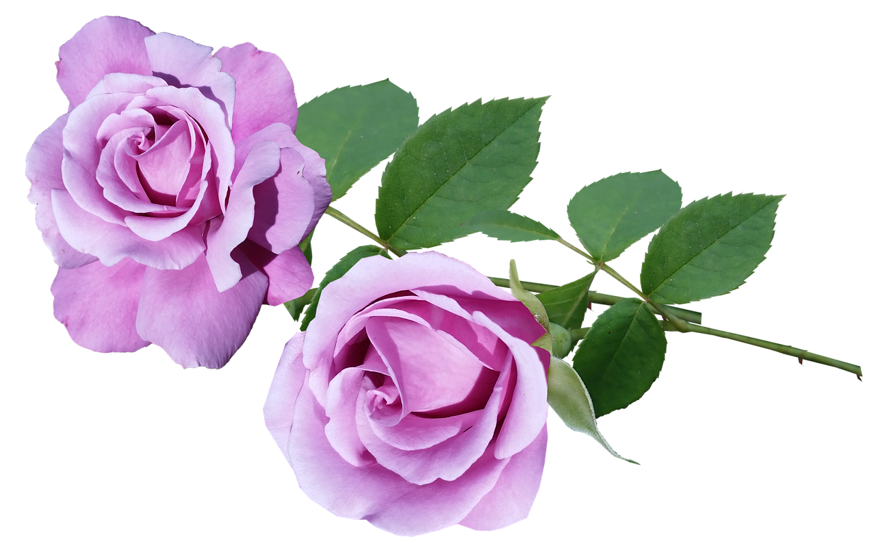 roses  mauve  fragrant free photo