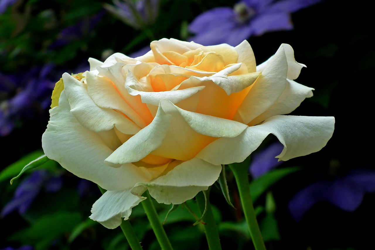 roses  tea  flourishing free photo