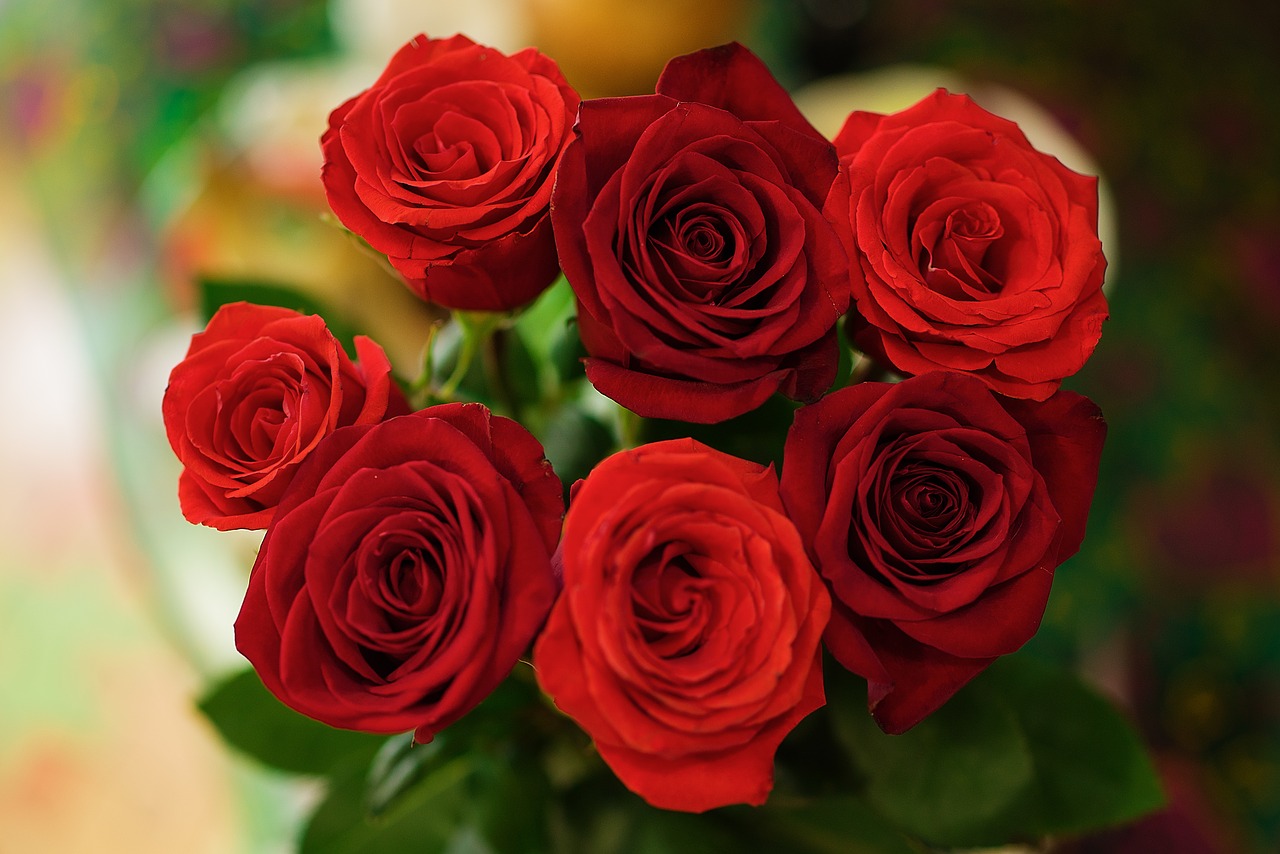 roses  scarlet  red free photo