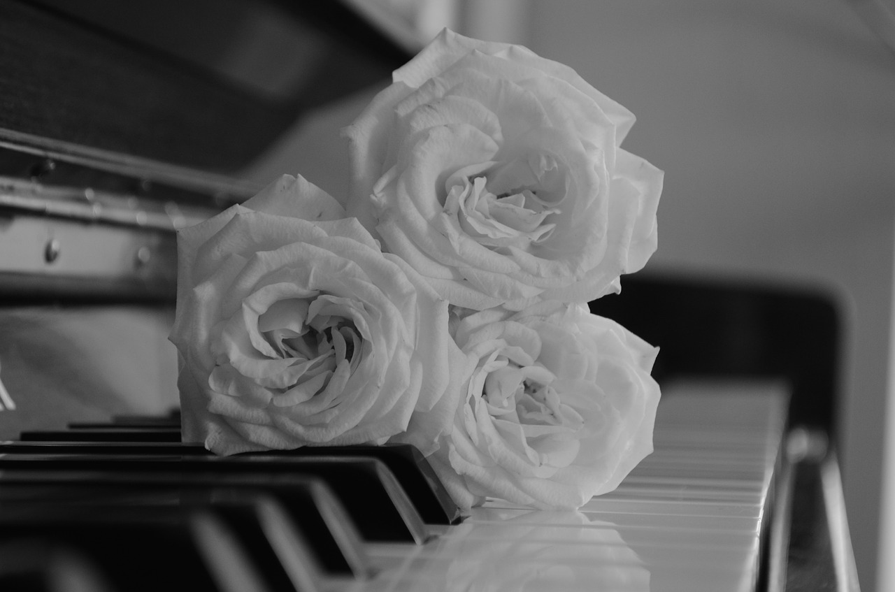 roses  piano  music free photo