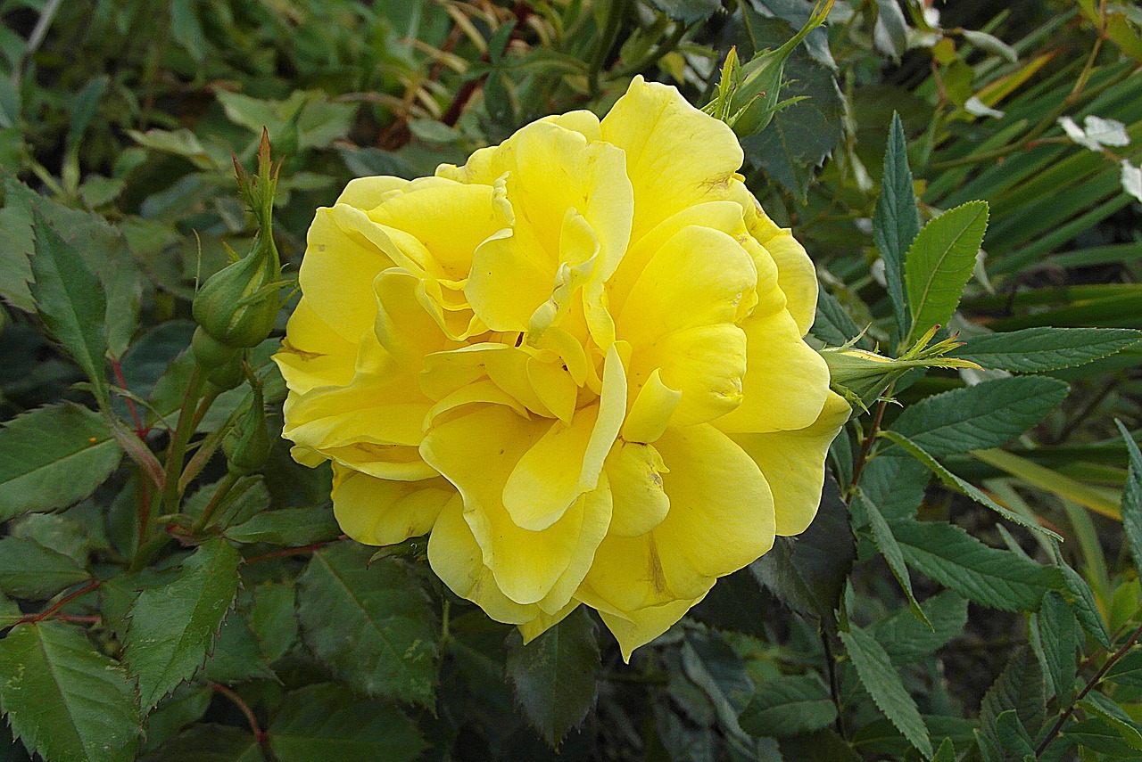 roses  flower  yellow free photo