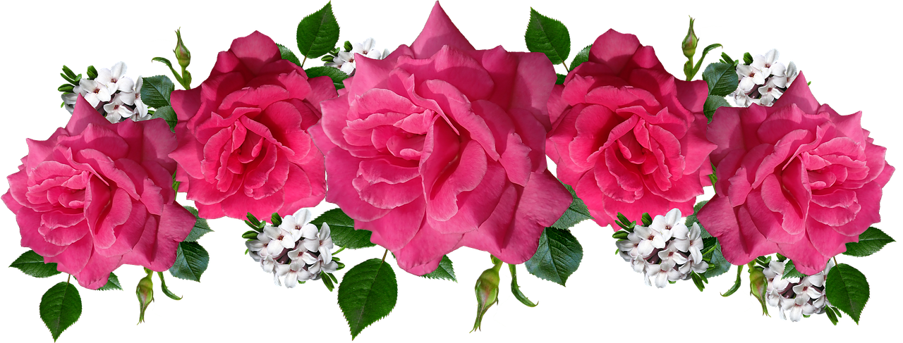 roses  pink  flowers free photo