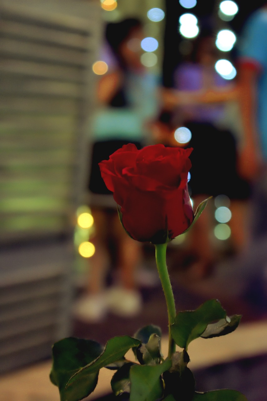 roses  bokeh  nice free photo