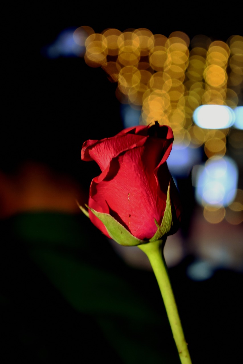 roses  bokeh  nice free photo