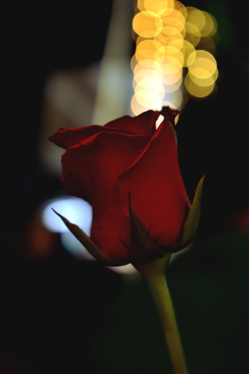 roses  bokeh  nice free photo