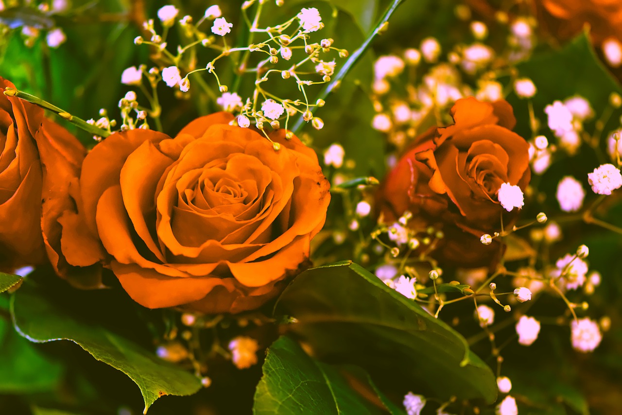 roses  flowers  bouquet free photo