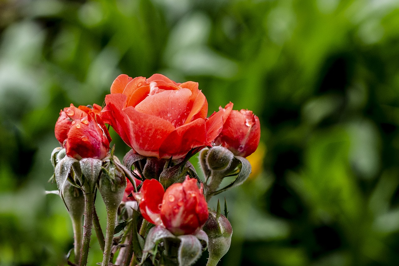 roses  flowers  nature free photo