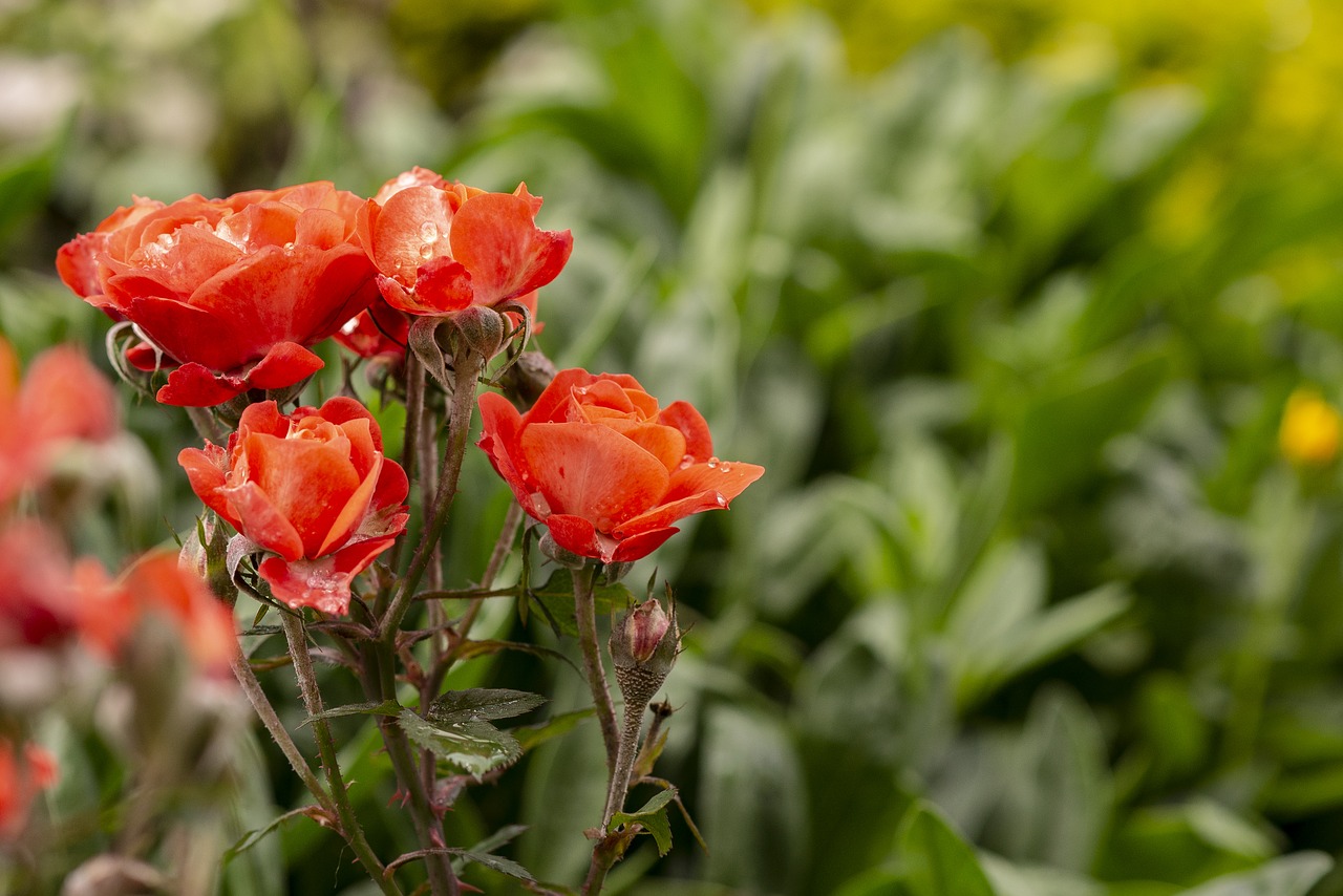 roses  flowers  nature free photo