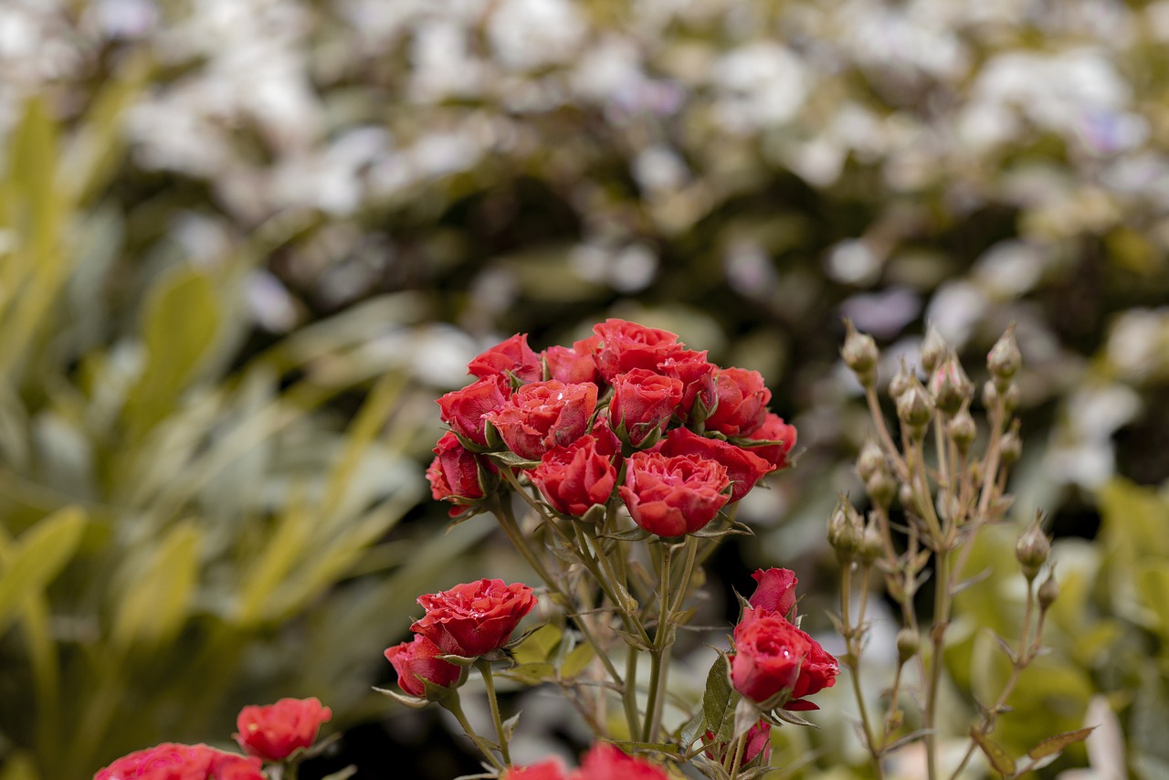 roses  flowers  nature free photo