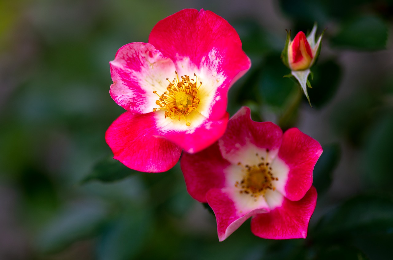 roses  flowers  macro free photo