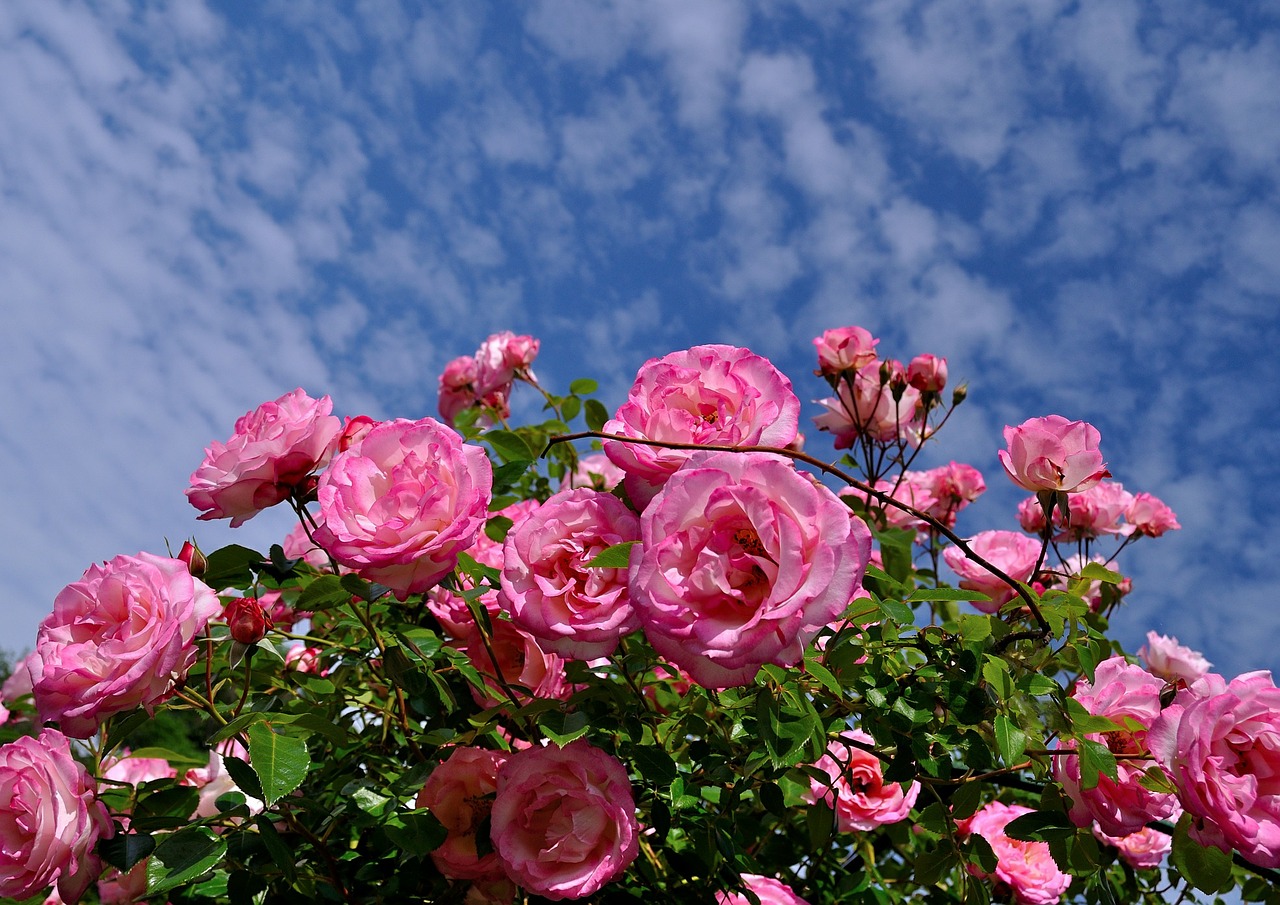 roses bush pink free photo