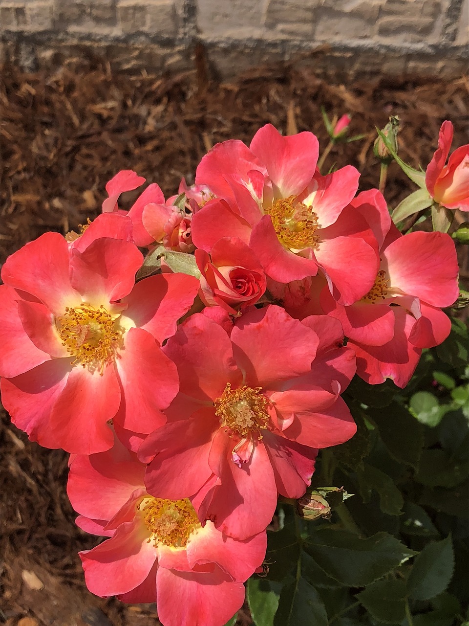 roses  yellow  flowers free photo